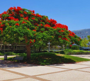campus